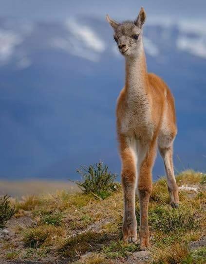 Turismo Fortaleza Patagonia Puerto Natales Exteriör bild
